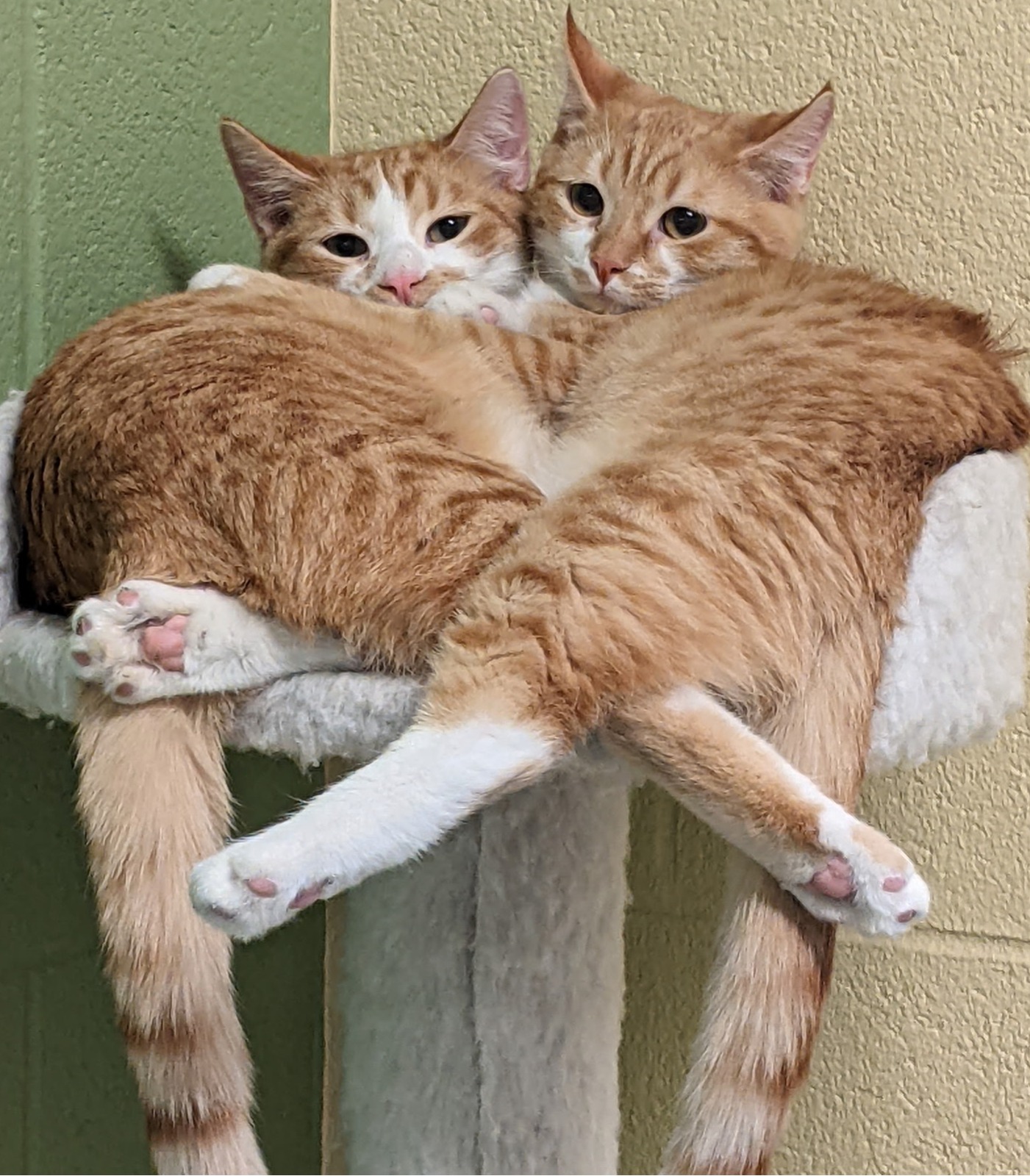 Two adult cats sitting together.