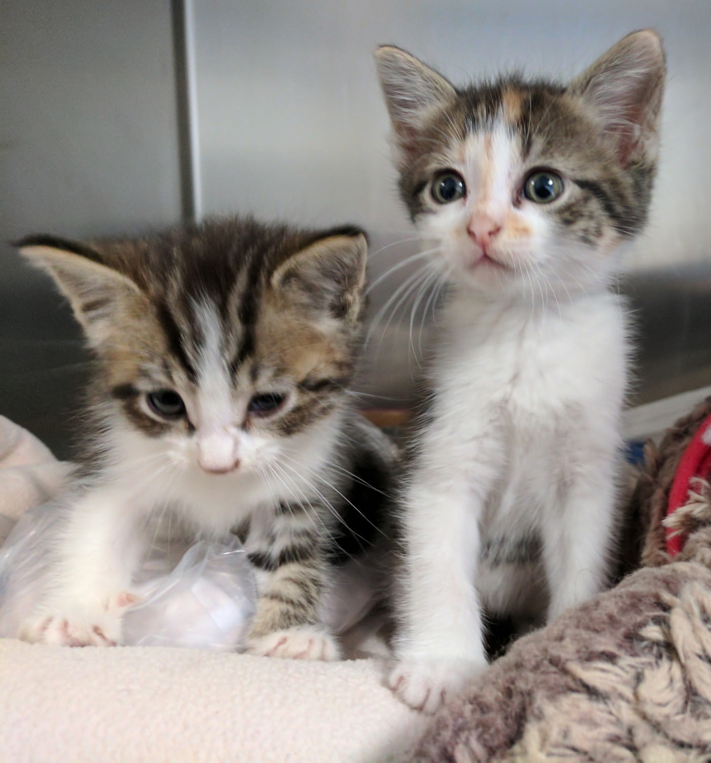 Two Shelter Cats Cuddling